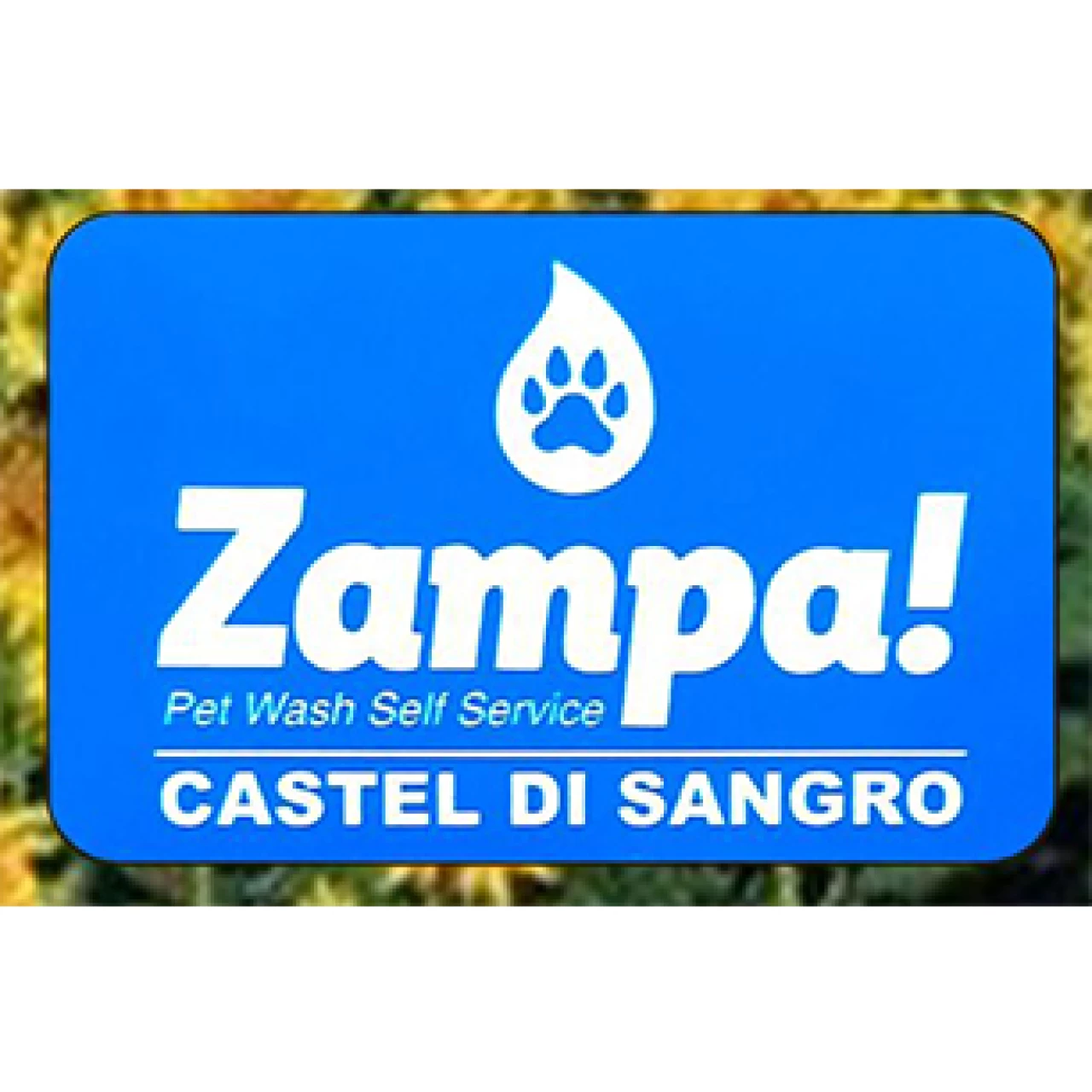 Banner Zampa Pet Wash 306 per 306 pixel
